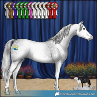Horse Color:Gray Black Splash Rabicano 