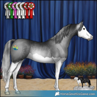 Horse Color:Gray Black Splash Rabicano 
