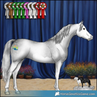 Horse Color:Gray Black Splash Rabicano 