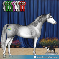 Horse Color:Gray Black Splash Rabicano 