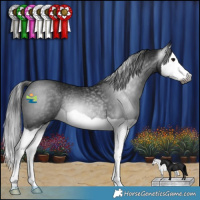 Horse Color:Gray Black Splash Rabicano 
