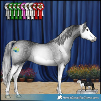 Horse Color:Gray Black Splash Rabicano 