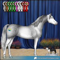 Horse Color:Gray Black Splash Rabicano 