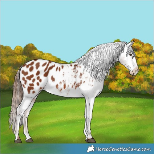 Horse Color:Chestnut Blanket 