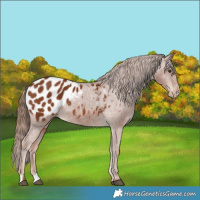 Horse Color:Chestnut Appaloosa 