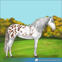 Horse Color:Chestnut Blanket 