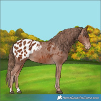 Horse Color:Chestnut Appaloosa 