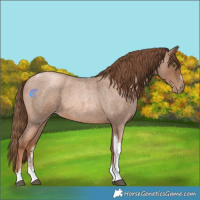 Horse Color:Liver Red Roan Pearl Tobiano Frame 