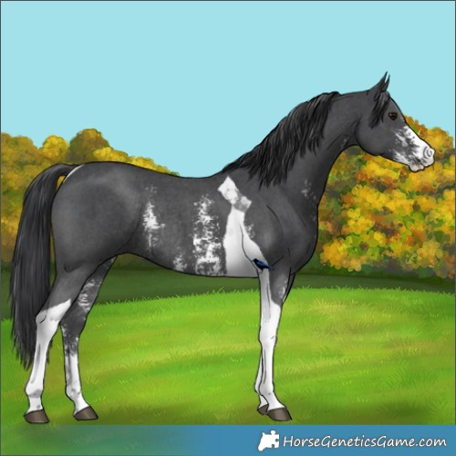 Horse Color:Black Sabino Tobiano Rabicano 