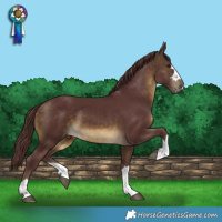 Horse Color:Chocolate Buckskin 