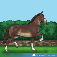 Horse Color:Chocolate Buckskin 