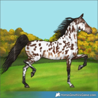Horse Color:Gray Bay Appaloosa 