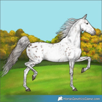 Horse Color:Gray Bay Near Leopard 