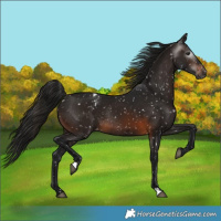 Horse Color:Gray Brown Appaloosa Rabicano