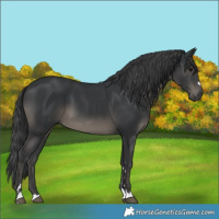 Horse Color:Black 