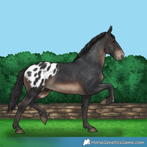 Horse Color:Brown Blanket 