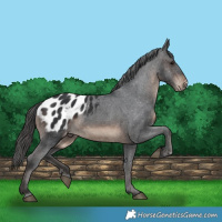 Horse Color:Brown Appaloosa 