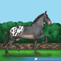 Horse Color:Brown Appaloosa 