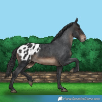Horse Color:Brown Appaloosa 