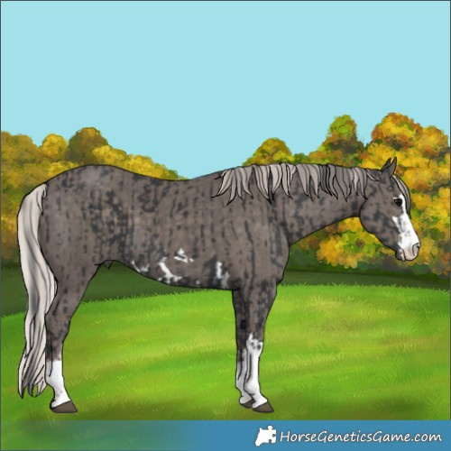 Horse Color:Black  and Silver Black 