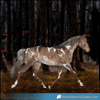 Horse Color:White Spotted Liver Red Dun Brindle 