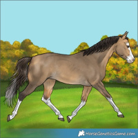 Horse Color:Buckskin Dun Splash Rabicano 