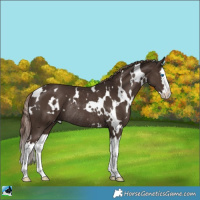 Horse Color:White Spotted Liver Chestnut Splash Rabicano 