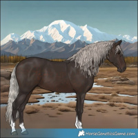 Horse Color:Silver Brown Tobiano 