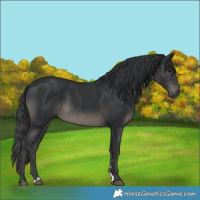Horse Color:Black 