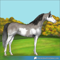 Horse Color:Grullo Splash Rabicano