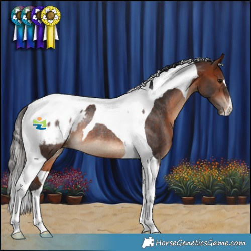 Horse Color:Bay Tobiano Blanket Rabicano 