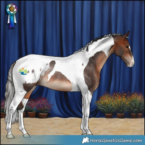 Horse Color:Bay Tobiano Appaloosa Rabicano 