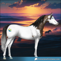 Horse Color:Gray Brown Dun Splash Appaloosa
