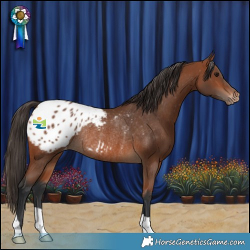 Horse Color:Bay Appaloosa Rabicano 