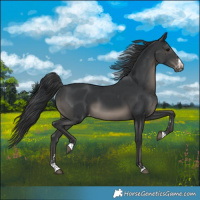 Horse Color:Black Varnish 