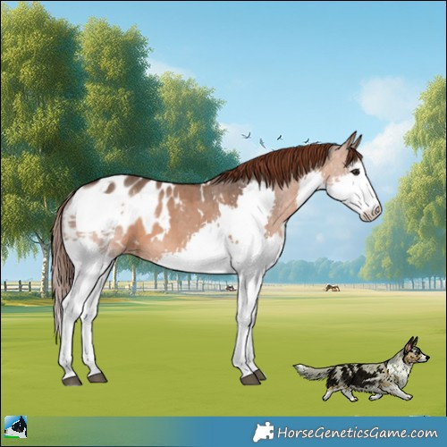 Horse Color:White Spotted Brown Dun Splash Appaloosa Rabicano Brindle