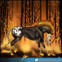 Horse Color:Liver Chestnut Appaloosa 