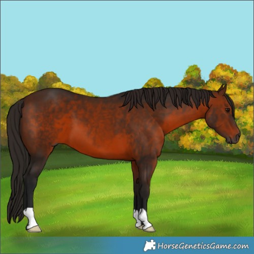 Horse Color:Gray Bay 
