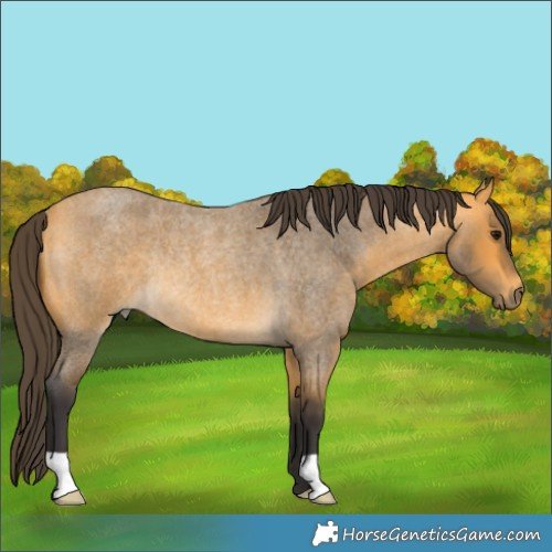 Horse Color:Buckskin Roan Rabicano 