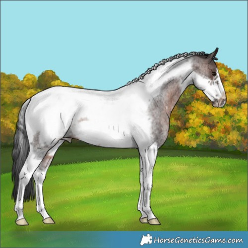 Horse Color:Brown Roan Tobiano Frame Rabicano