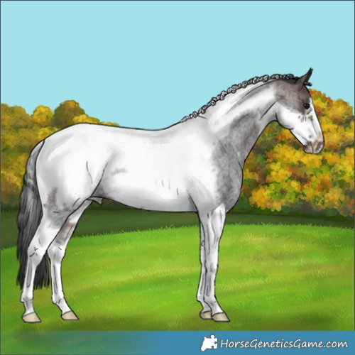 Horse Color:Brown Roan Tobiano Frame Rabicano 