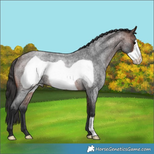 Horse Color:Brown Roan Frame Rabicano