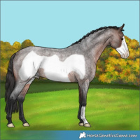 Horse Color:Brown Roan Frame Rabicano