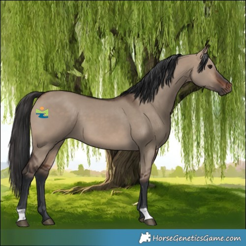 Horse Color:Brown Dun 