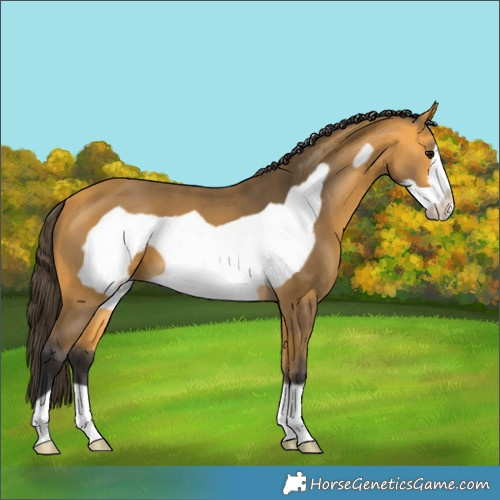 Horse Color:Buckskin Frame 