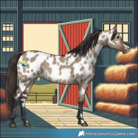 Horse Color:Brown Dun Appaloosa 