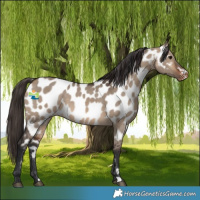 Horse Color:Brown Dun Appaloosa