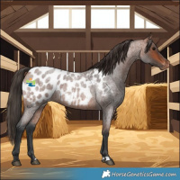 Horse Color:Bay Roan Near Leopard 