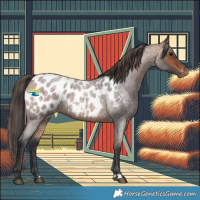 Horse Color:Bay Roan Appaloosa 