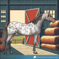 Horse Color:Bay Roan Appaloosa 